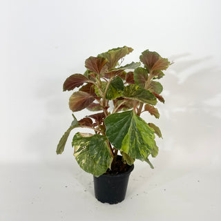 Begonia cucullata (variegated) [#2268]