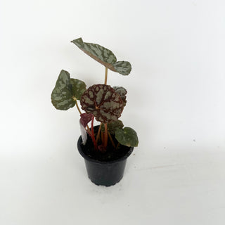Begonia 'Steve's Leaves Frostbite'