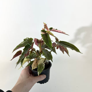 Begonia 'Ginny Galaxy' [#2245]