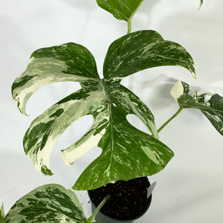 Monstera deliciosa var. borsigiana albo-variegata [#1305]