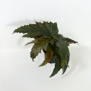 Begonia 'Peppermint Princess' [#2088]