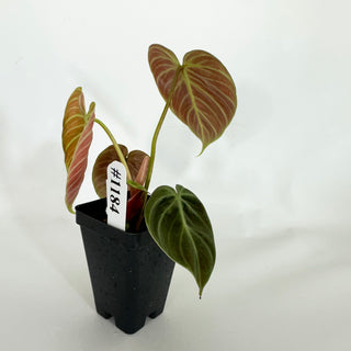 Philodendron "El Choco Red"  [#1184]