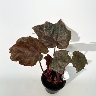 Begonia 'Robin' [#2243]