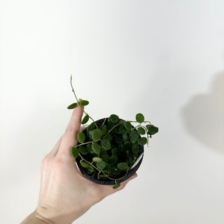 Hoya wenshanensis [#2362]