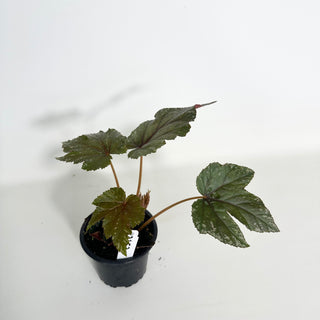 Begonia 'Gryphon' [#2153]