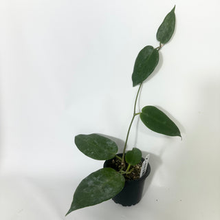 Z-4818 - Hoya macgillivrayi