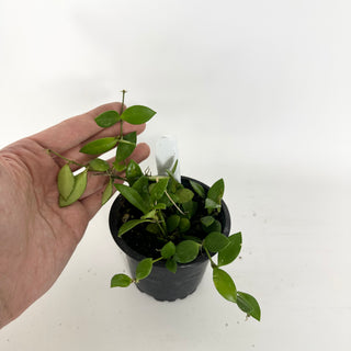 Hoya 'Mini Pixie' [#2319]