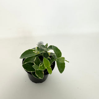 Hoya cumingiana albo-marginata [#2286]