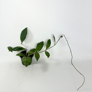 Hoya finlaysonii cv. (open pollinated) [#1949]