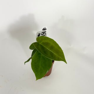 Anthurium 'Big Bertha' x self - Seedling [#1511]