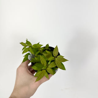 Hoya microdwarf (NS 12-323) [#2099]