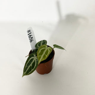 Anthurium 'Brielle'/'Michelle' x self - 2 Seedlings [#1656]