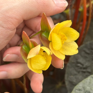 Begonia 'Steve's Leaves Black Hole Sun'