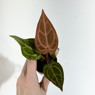 Anthurium 'Tezula Dreamweaver'/dorayaki x 'Arnold Schwarzenegger' - Seedling [#1899]