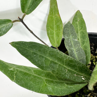 Hoya hypolasia [#2370]