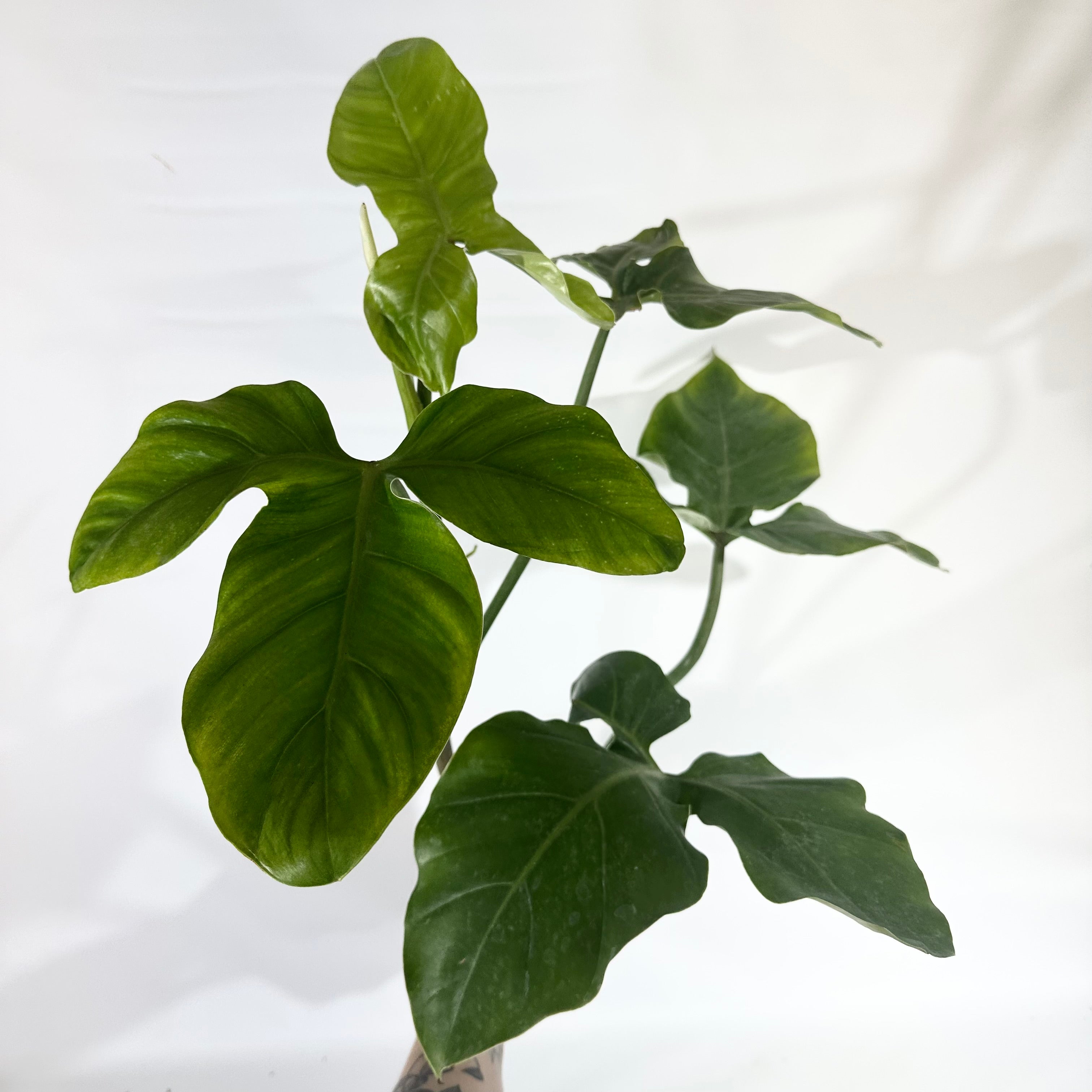 philodendron barrosoanum 3 Philodendron barrosoanum