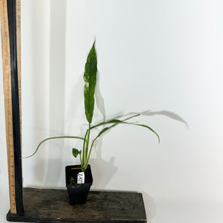 Z-5273 - Rhaphidophora megasperma variegata