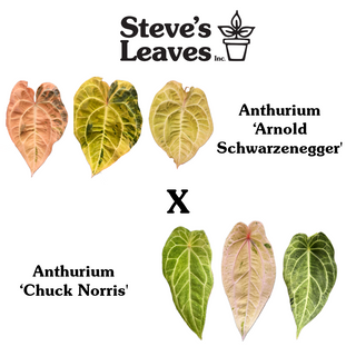 Anthurium 'Arnold Schwarzenegger' x 'Chuck Norris' - One Seed Per Pack