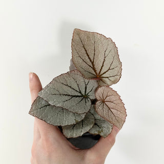 Begonia 'Rice Paper' [#1654]