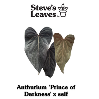 Anthurium 'Prince of Darkness' x self - 2 Seedlings [#1341]