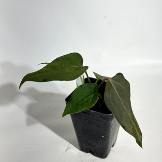 Anthurium 'Prince of Darkness' x indo portillae [#1981]