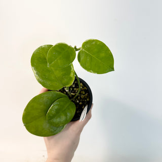 Hoya australis albo-marginata [#1663]