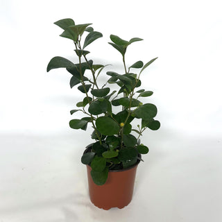 Ficus deltoidea - 5.5" Pot