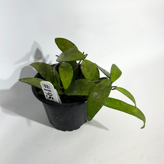 Hoya flagellata (gold) [#1951]