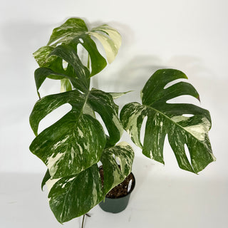 Monstera deliciosa var. borsigiana albo-variegata [#2089]