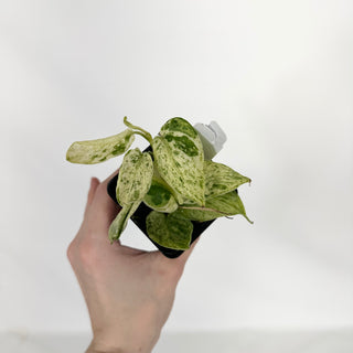 Z-4676 - Scindapsus pictus ‘Mangurai’ variegated