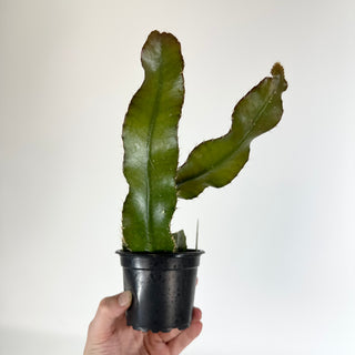 Strophocactus wittii