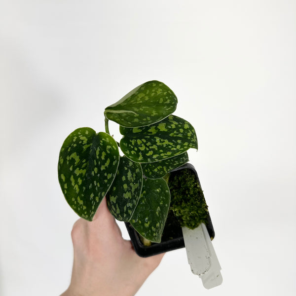 【極上斑】Scindapsus Green Emerald 希少 極上斑】Scindapsus Green Emerald 希少