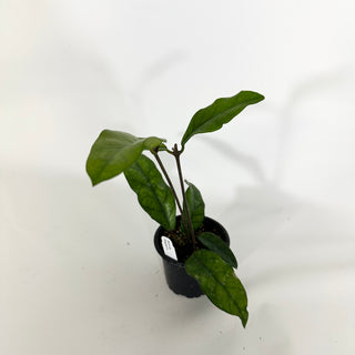 Hoya sp. Singapore