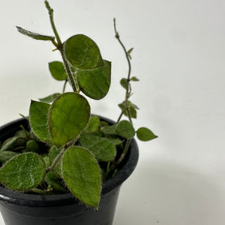 Dischidia imbricata (wrinkle leaf)