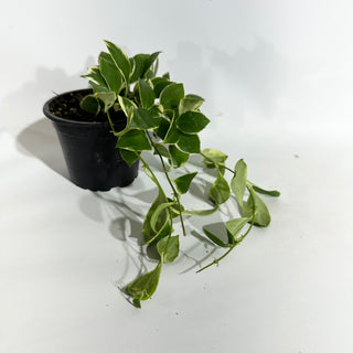 Hoya heuschkeliana albo-marginata [#1919]