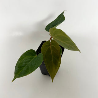 Anthurium dorayaki x nigrolaminum 'Gigi' (wide sinus)