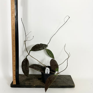 Hoya towutiensis [#2200]