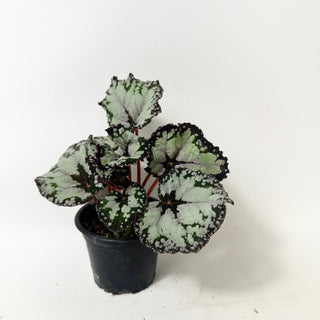 Begonia 'Dolce Vita' [#2004]