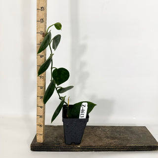 Z-4613 - Scindapsus pictus 'Black Mamba'