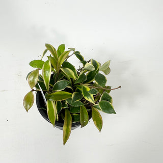 Hoya bakoensis (outer-variegated) [#2342]