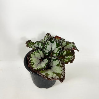Begonia 'Dolce Vita' [#1941]