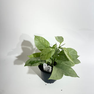 Hoya coriacea (silver) [#2001]