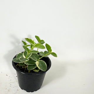 Hoya cumingiana albo-marginata [#1604]