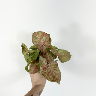 Syngonium podophyllum 'Pink Anya' [#2170]