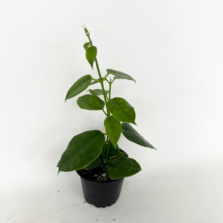 Hoya sp. PNG (red cup flower) [#2038]