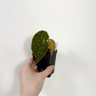 Begonia chlorosticta [#1732]