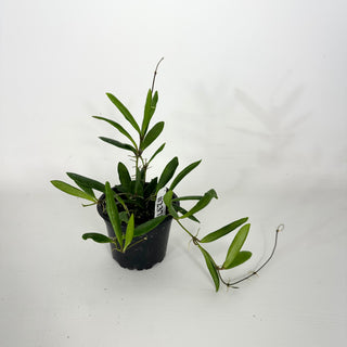 Hoya loherii [#2373]