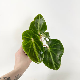 Begonia chingipengii [#1988]