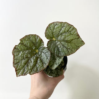 Begonia 'Steve's Leaves Saxon's Dream' [#2017]
