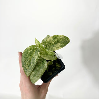 Z-4852 - Scindapsus pictus 'Peasun'